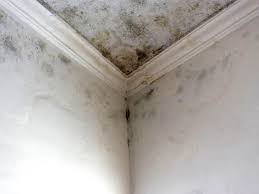 Mold Remediation for Vacation Homes in Lodi, WI