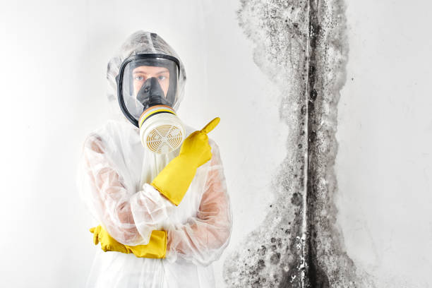 Why You Should Choose Our Mold Remediation Services in Lodi, WI